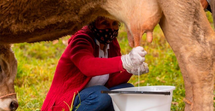 producción lechera leche lácteos Perú