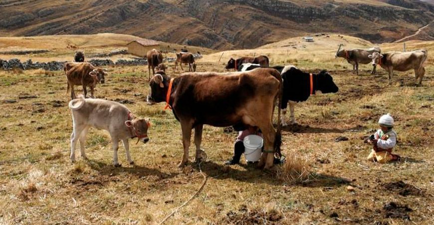 Ganaderos lecheros Perú
