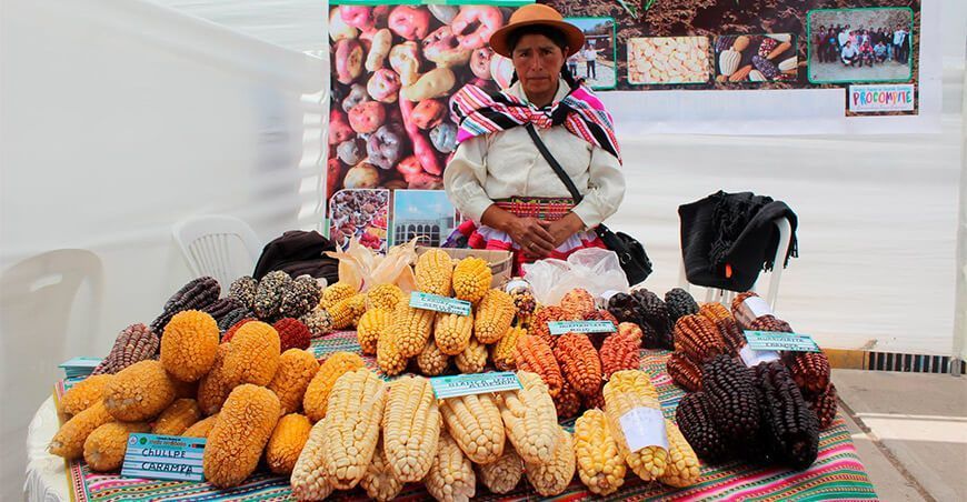 productora de maíces amiláceos Perú