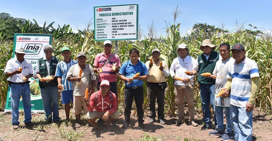 productores de maíz amarillo duro INIA Perú