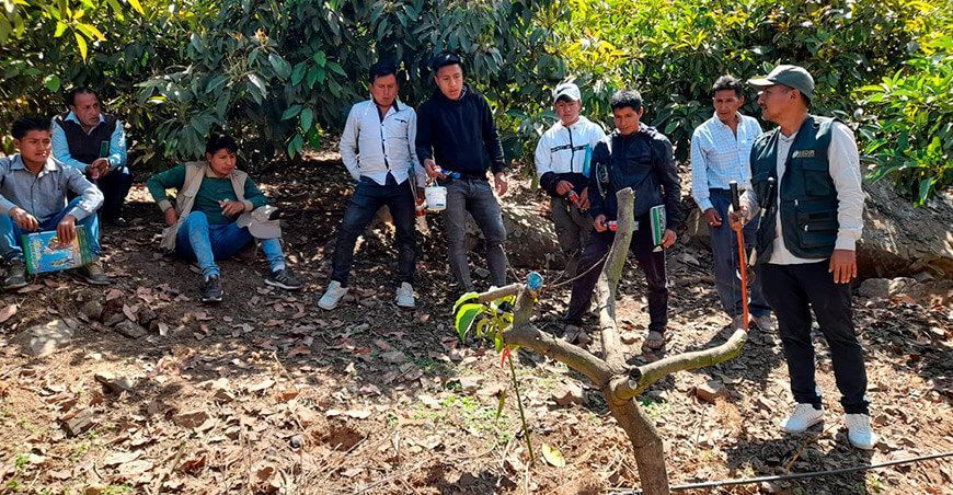 Productores de Pamparomás se capacitan en manejo de cultivo de palto mediante Programa de Formación Agropecuaria del Sedir Ancash