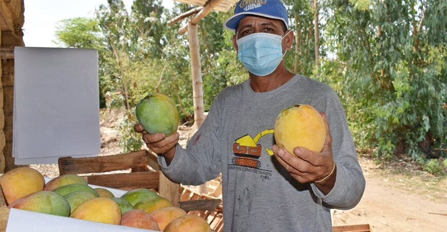 Productores exportan mango Perú