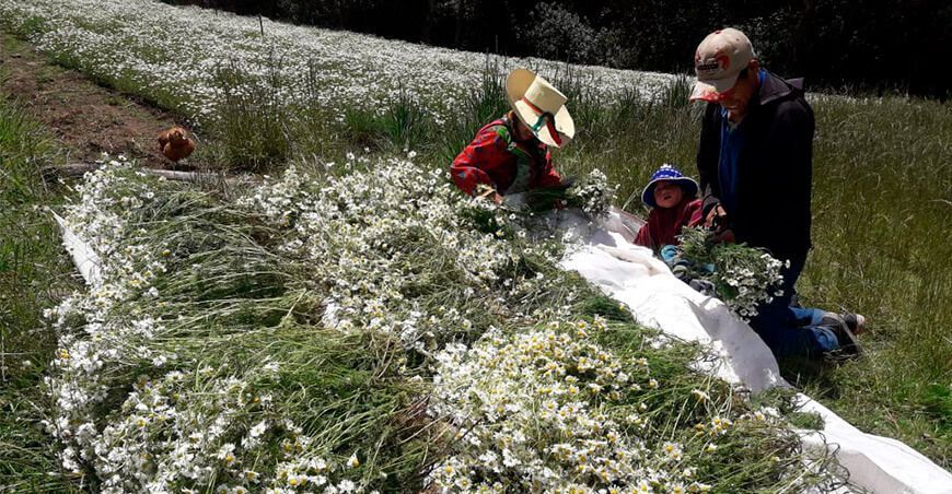 Producción de hierbas aromáticas en Incahuasi