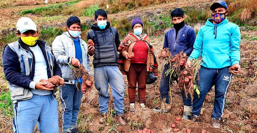 Semillas mejoradas de papa en Junín