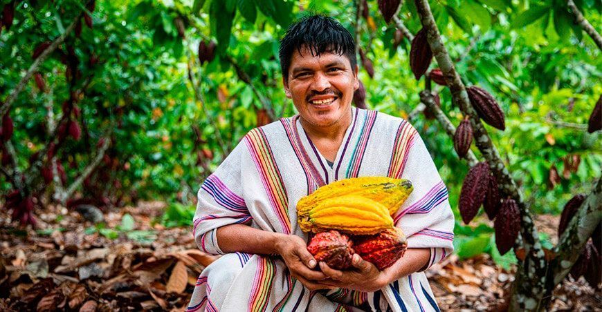 productor nativo de cultivo de cacao Perú