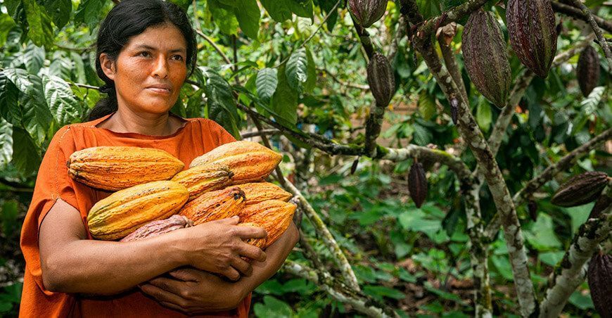 Nomatsigengas venden cacao orgánico