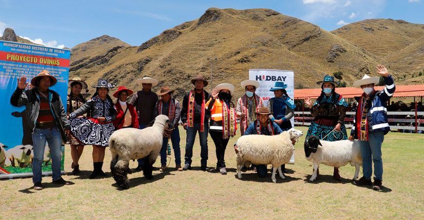 Hudbay impulsa proyecto de ganadería ovina Cusco