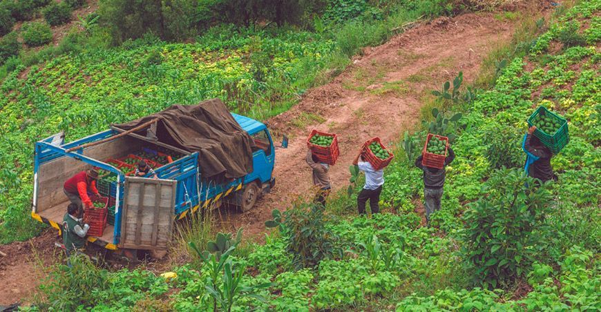 Ley de cooperativas agrarias beneficiará a 130 mil familias