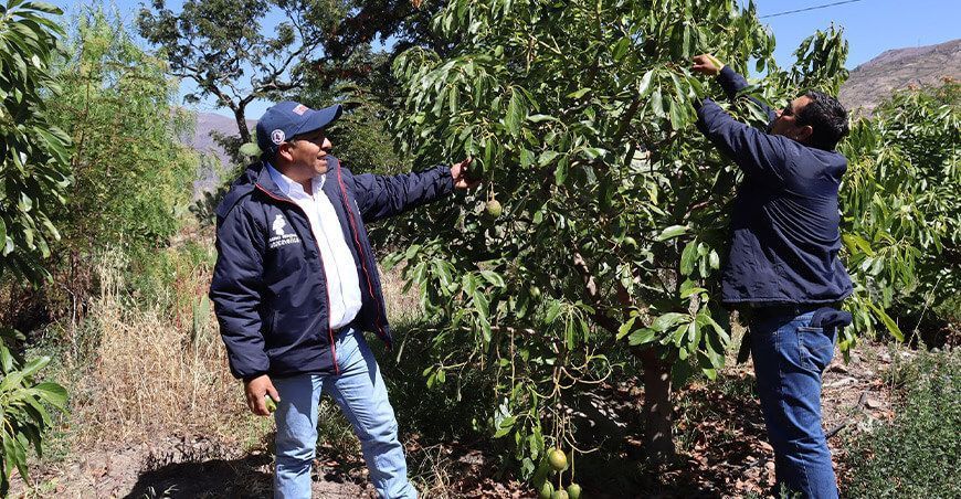 productores de palta Huancavelica Perú