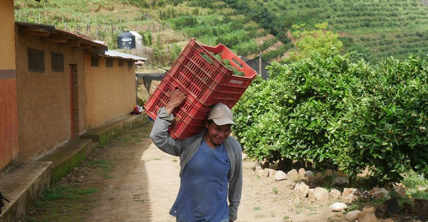 Ancash se posiciona como la primera región exportadora de palta orgánica