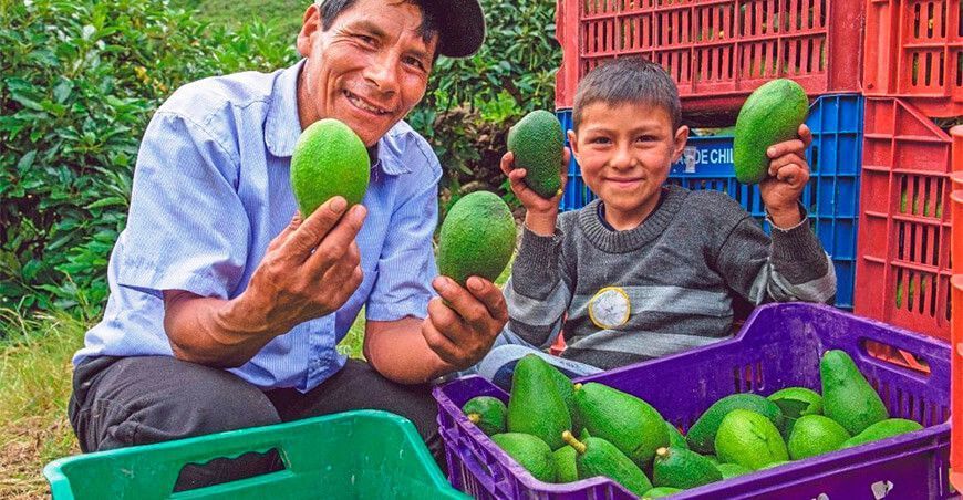 pequeños productores de palta de la sierra del Perú