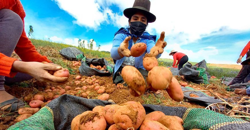 Productora papa, Agricultura Familiar