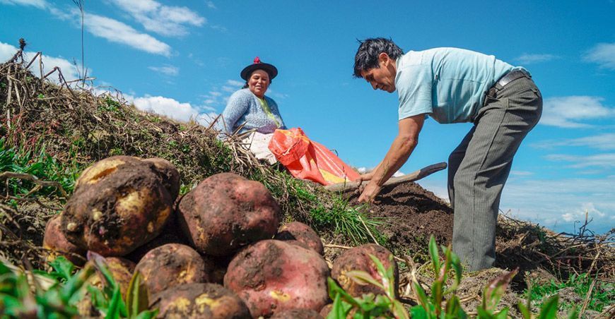 Agricultores de papa Perú