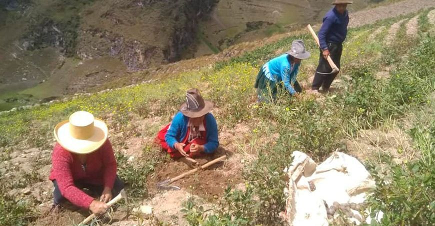 Productores agrarios de papa