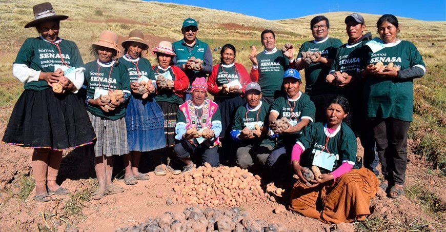productores de papa escuelas de campo Senasa Perú