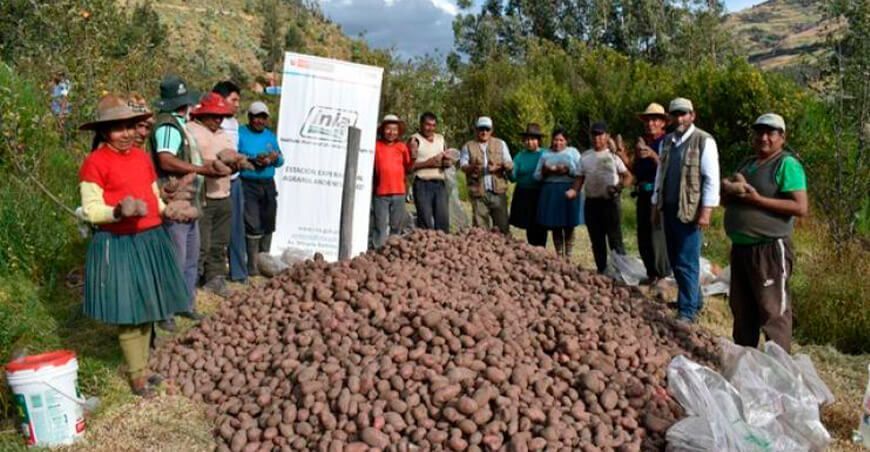 productores de papa Cusco Perú