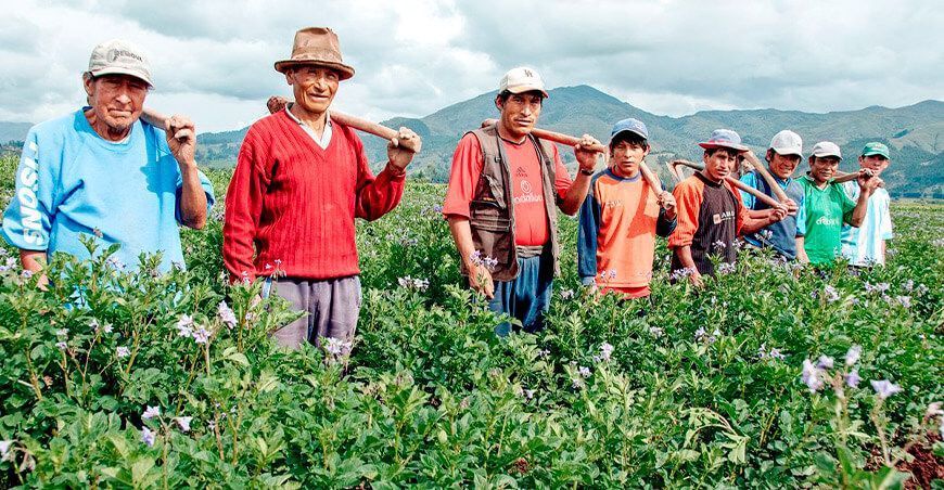 productores de cultivo de papa Perú