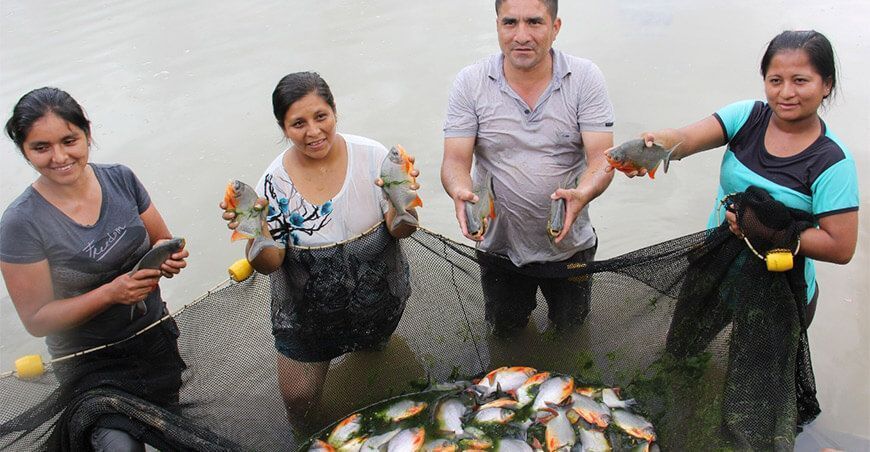 productores de peces amazónicos Perú