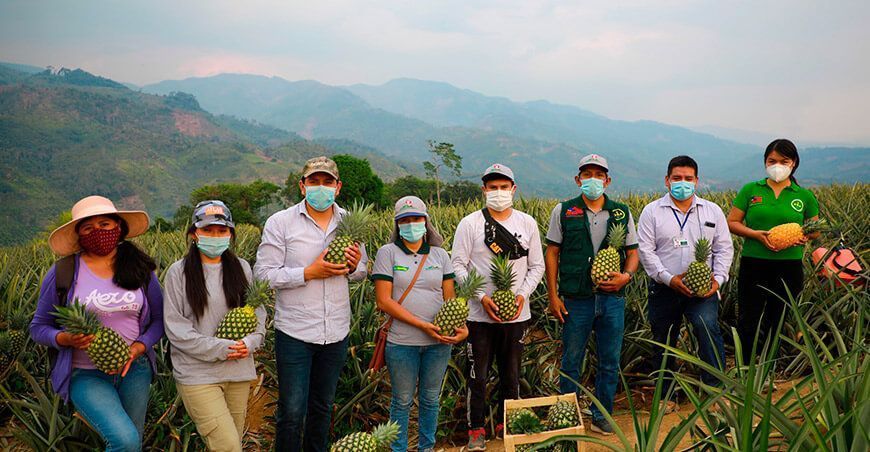 productores de piña Junín