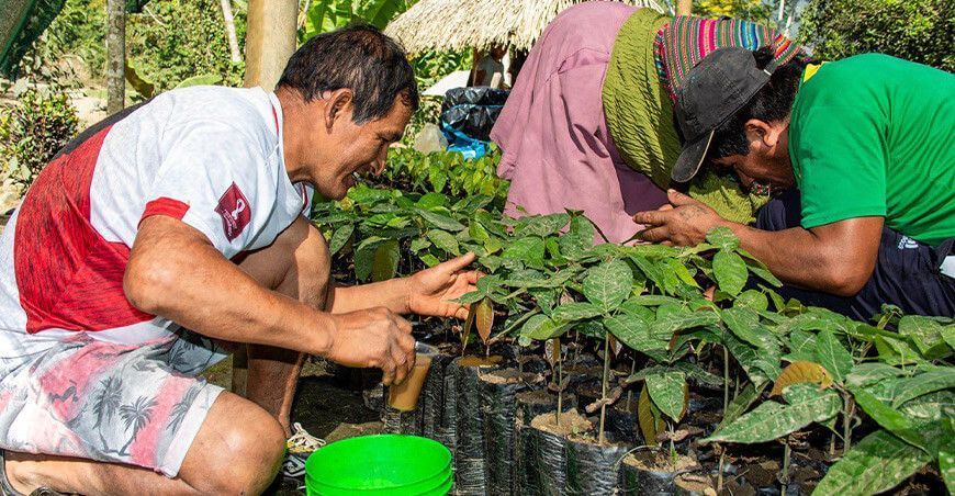 plantones de cacao Perú