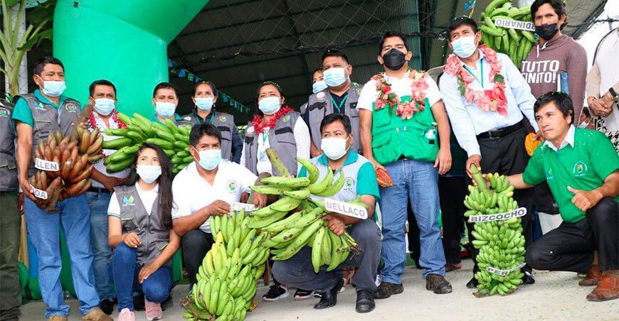 productores de plátano de Inambari