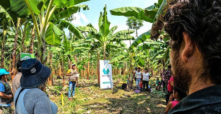 productores de plátano Llochegua Huánuco Devida Perú