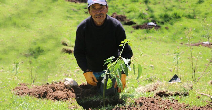 productores cultivan plantones de paltos en Tongod