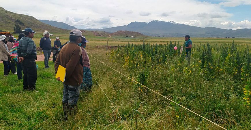 productores de quinua escuelas de campo Senasa Puno