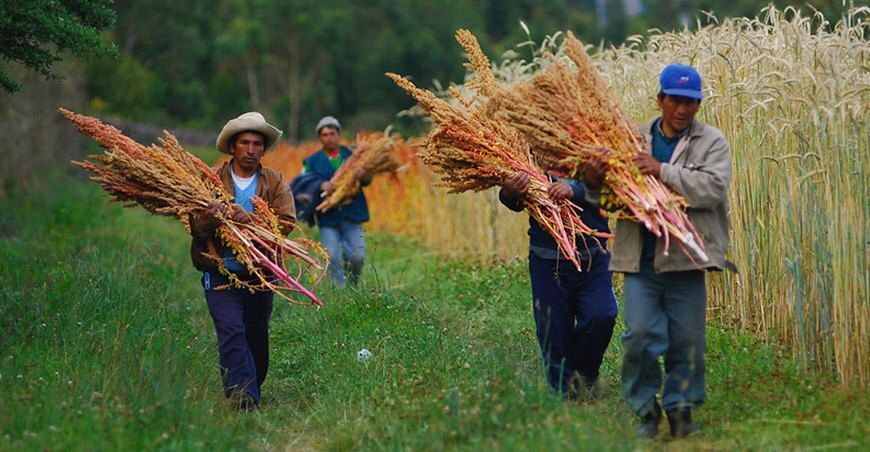 Productores de quinua Perú