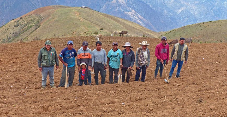 Siembran 210 variedades de papas nativas en el caserío de Carachuco en Ancash