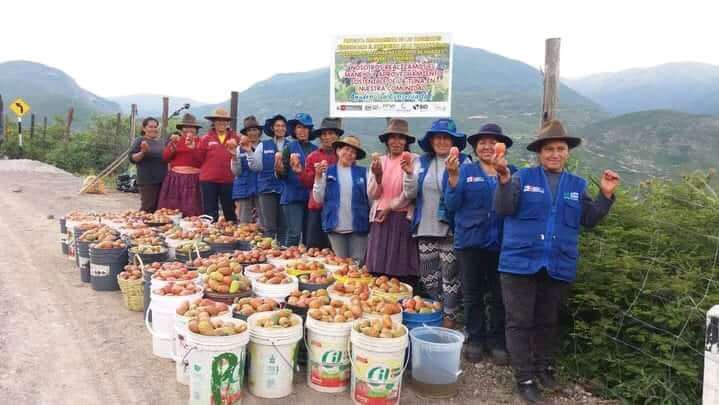 productores de tuna Apurímac Perú