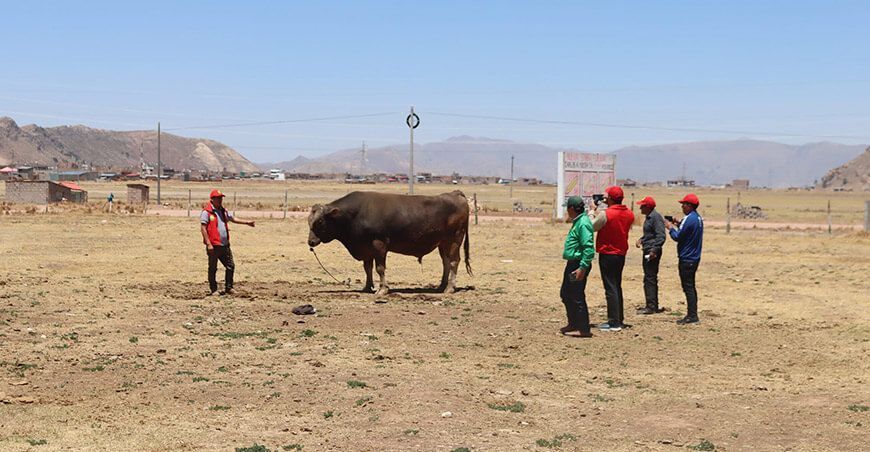 Ganaderos de Ayacucho realizaron pasantía en Puno