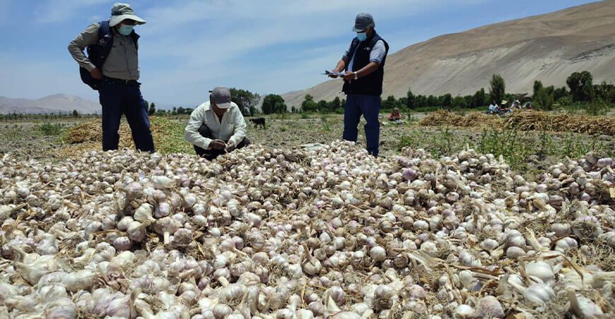 Productores arequipeños exportaron 25 toneladas de ajo a México