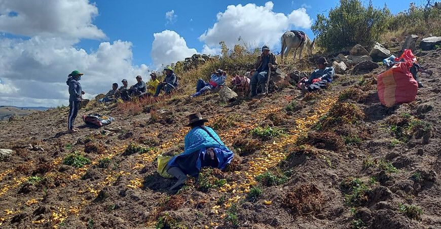 agricultores y productores de olluco Perú