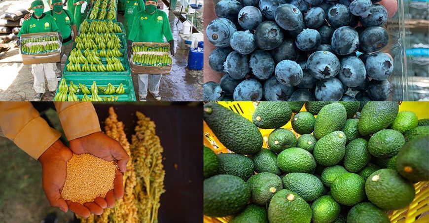 Super Foods Peruanos