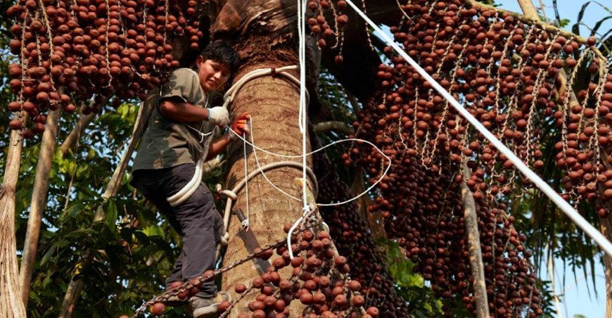 productos forestales no maderables Perú