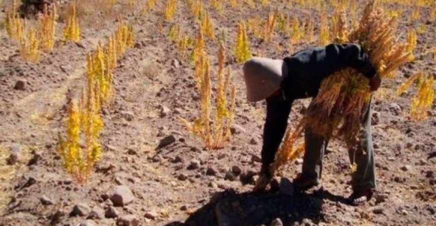 productores de quinua afectados por la sequía Perú