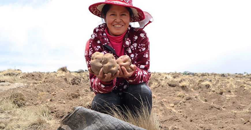 productora de papa Perú