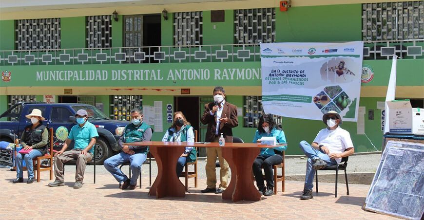 Ancash: inician programa para controlar la mosca de la fruta en Bolognesi