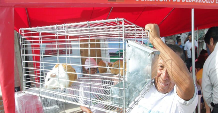 Procompite Lima entregó jaulas de cuyes a productores de Cerro Azul