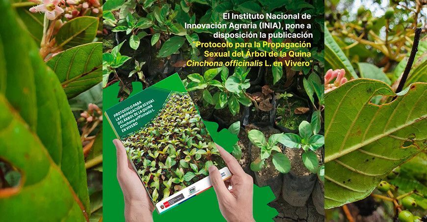protocolo propagación de árbol de la quina INIA Perú
