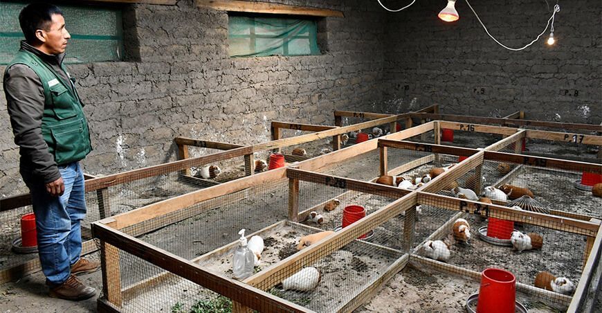Implementan módulos de reproductores de cuyes en Ayacucho, Junín y Huancavelica