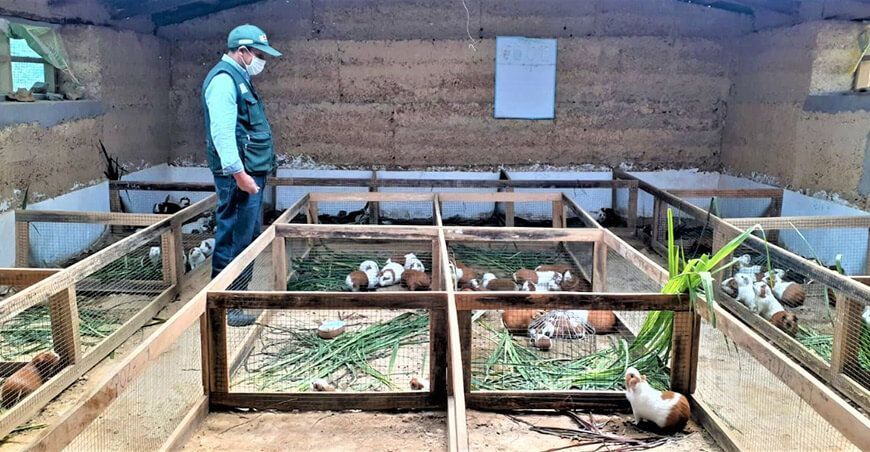 Provraem impulsa crianza de cuyes en Huancavelica