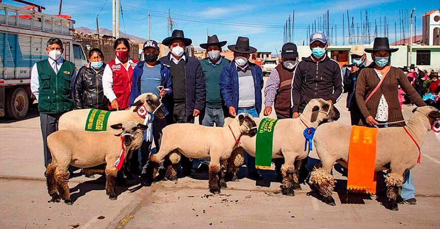 proyecto ovinos Tacna