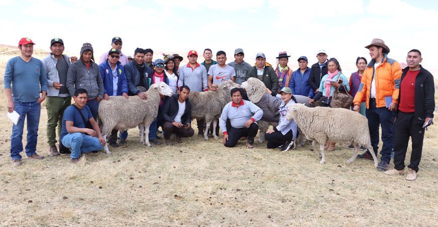 Ovinocultores ayacuchanos participaron de pasantía en Cusco y Puno
