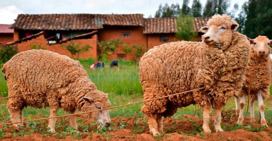 proyecto ovinos La Libertad