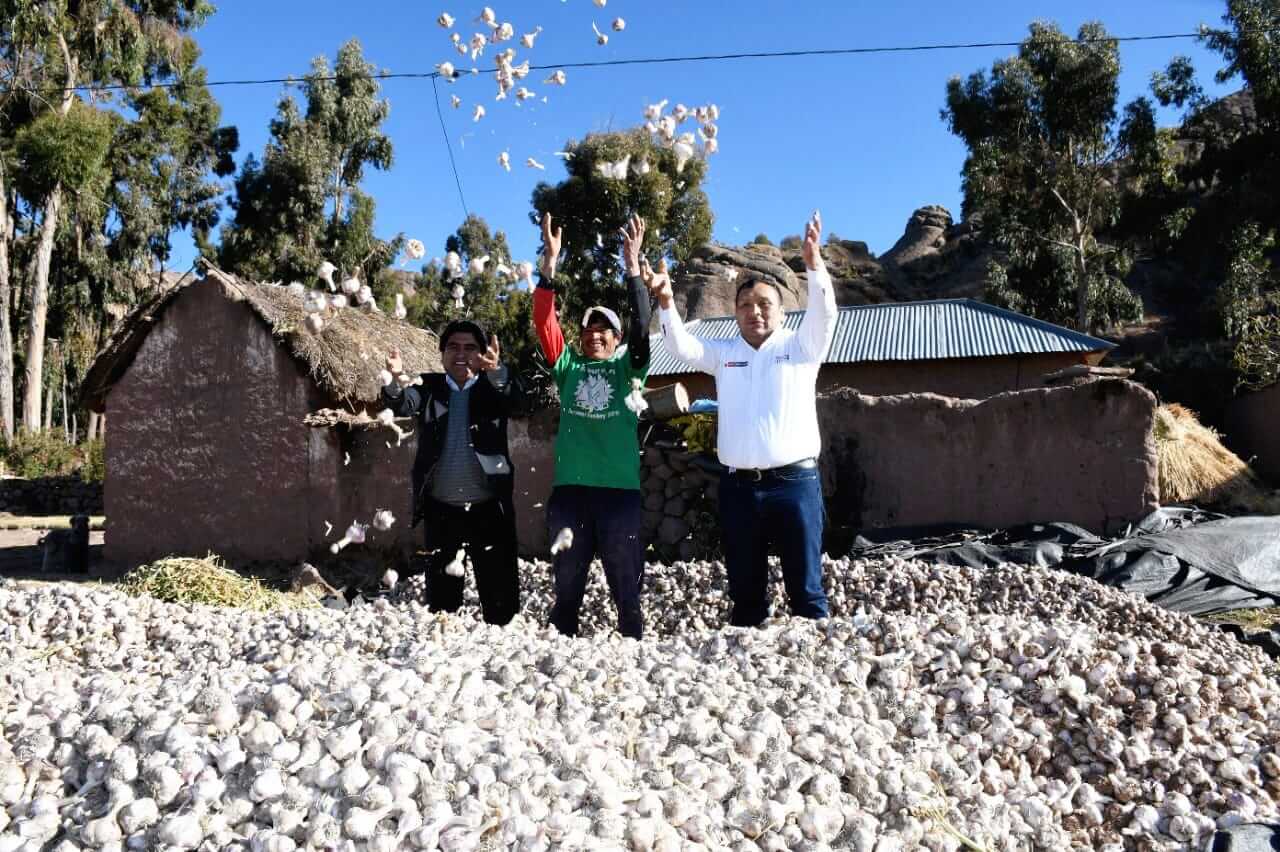 producción de ajos productores de Acora Puno