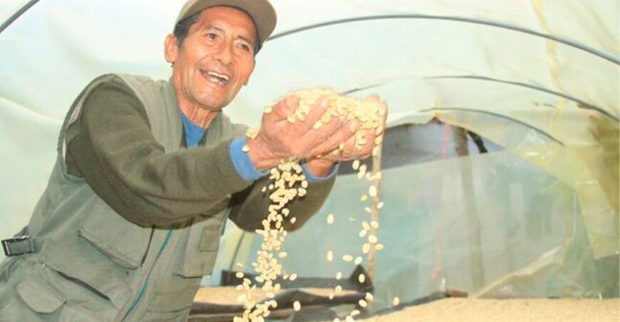 Mejorarán 250 hectáreas de cafés especiales en Alto Inambari