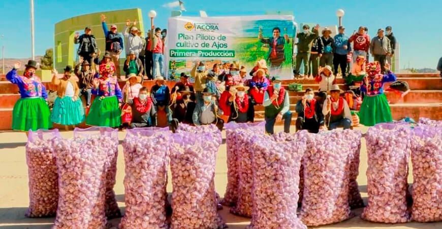 Agricultores puneños producen ajo de calidad a 4000 m s.n.m.