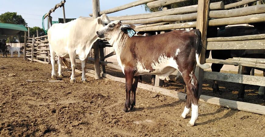 “Purita”, nueva ternera de raza Girolando con alta calidad genética